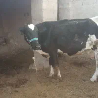 گاو زاییده شیری وچرم شیر با گوساله|حیوانات مزرعه|هیرمند, |دیوار