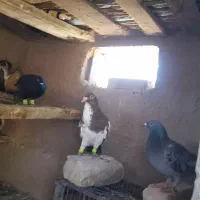 کبوتر پلنگی نر