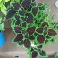 انواع گل طبیعی|گل و گیاه طبیعی|سقز, |دیوار