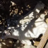 گوسفند فروشی