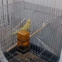 عروس هلندی نر