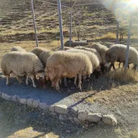 میش سنجابی داشتی