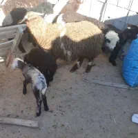 بره نر