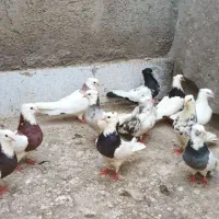 پرنده