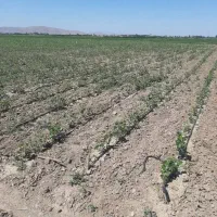 به یک شریک برا کاشت خیار گوجه لوبیا زمین زراعی