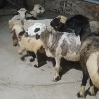 پنج عدد میش ودوعددبره