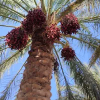 اجاره درخت پنج ساله میدم