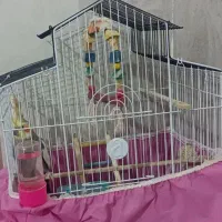 عروس هلندی نر|پرنده|پاکدشت, خاتون آباد|دیوار