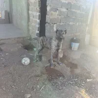 سگ افقان|سگ|قیدار, |دیوار