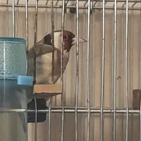 سهره