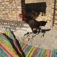 خروس لاری جوان اصل|حیوانات مزرعه|سراوان, |دیوار