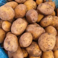 سیب تازه سیب زمینی بذری سردخانه ای سیب زمبنی