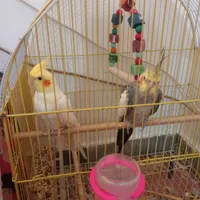 عروس هلندی و مرغ عشق