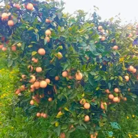 سرایدار هستم وباغبانی به طور کامل بلدم|خدمات باغبانی و درختکاری|چالوس, |دیوار