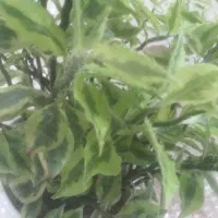 گل و گیاه طبیعی