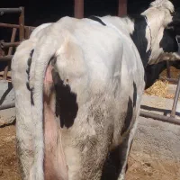 گاو گوساله|حیوانات مزرعه|مرودشت, کناره|دیوار