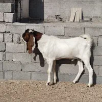 نربز دو دندون|حیوانات مزرعه|مشهد, گنبدواز|دیوار