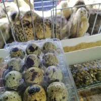 گوشت و تخم بلدرچین