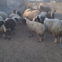 ۲۸گوسفند زاییده و۱۰گوسفند آبستن و۱۱بره پارسالی|حیوانات مزرعه|زاهدان, |دیوار