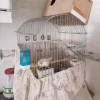 عروس هلندی نر