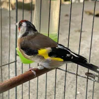 سهره ماده سالم
