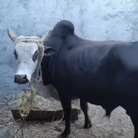 اهلی وآرام
