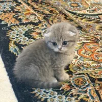 بریتیش چینچیلا گلد و بلو چثه کوچک