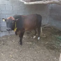 گوساله نر