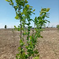 فروش-زمین-باغچه-نجم-آباد-روبروی-امازاده-چهل-دختر