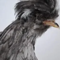 مرغ و خروس سلطان ۳ عدد