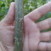 صنوبر اسرائیلی