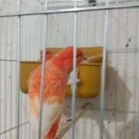 جفت قناری رد فاکتور اورجینال|پرنده|اهواز, کمپلو شمالی|دیوار