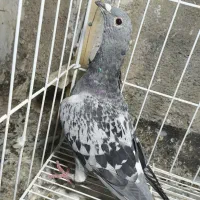 کبوتر پلاکی|پرنده|دهدشت, |دیوار