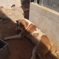 سگ پیت بول ماده