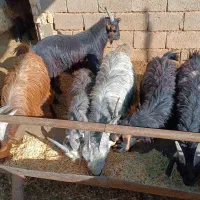 فروش کهره چاق تخت