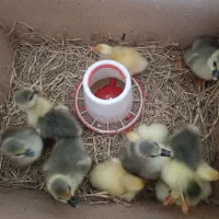 جوجه غاز محلی