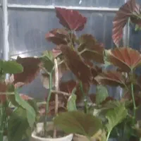 گل برگ انجیری، بگونیا خال سفید، قاشقی، سانسوریا|گل و گیاه طبیعی|شیراز, گود خزینه|دیوار