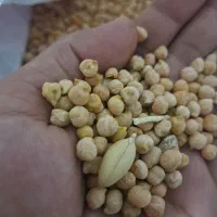 نخود دیم محلی نیشابوری مخصوص بذر