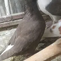 ۴عددماده دم سفید ویک ماده دوکت