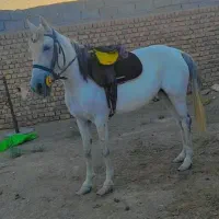 مادیون ۴ساله ترکمن آرام