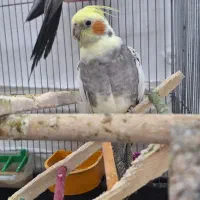 یک جفت عروس هلندی|پرنده|عسگران, |دیوار