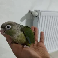 بچه گرینجیک سرلاکی