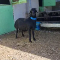 قوچ قره قزل اصل لخت