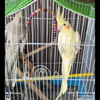 عروس هلندی