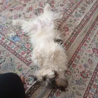 معاوضه با ملنگو نر یا گرینچیک دارم