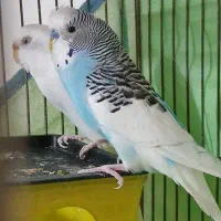 دو جفت مرغ عشق