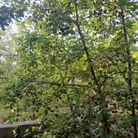 زمین-500-متر-گوار-عقیل-آباد