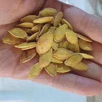 تخمه کدو گوشتی ،زرد،وسفید و لوبیا چیتی