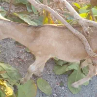 بز و کهره|حیوانات مزرعه|بندرعباس, |دیوار