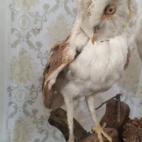 مجسمه جغد|مجسمه، تندیس، ماکت|چاف و چمخاله, |دیوار